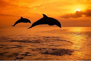 《孤岛惊魂6》年度版泄露 将有新的资料片